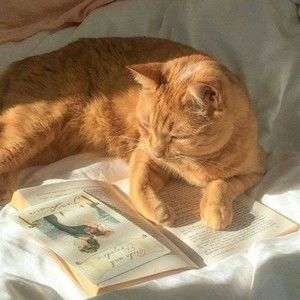 Meet your Posher, Alice